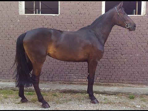 CALAFURIA DI ALMA TERRA f. SI 2013