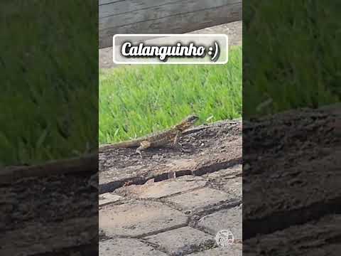 Calanguinho - Santa Cruz da Conceição #doblohome #motorhome #animalsilvestre