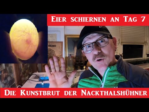 Brut an Tag 7 , Eier schieren vom  Zuchtstamm der Nackthalshühner !  April 2023