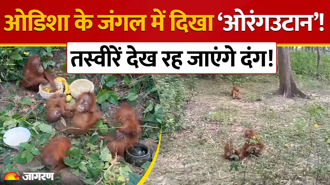 Odisha News: Mayurbhanj में 5 Orangutans का बड़ा रेस्क्यू, वन्यजीव तस्करी की आशंका पर जांच तेज़
