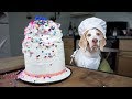 Chef Dog Bakes Cake: Funny Dog Maymo