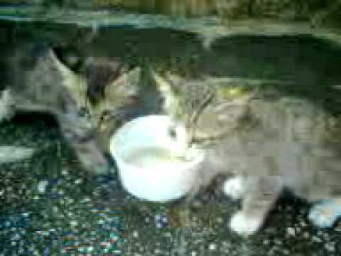 New kittens