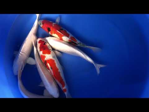 JKS 209 Selected Nisai Hosokai 40 cm