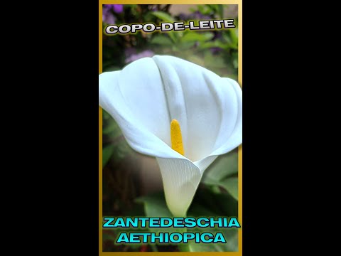 , title : '🌼 LINDA FLOR DE COPO-DE-LEITE CULTIVADA EM VASO | ZANTEDESCHIA AETHIOPICA 🌼'