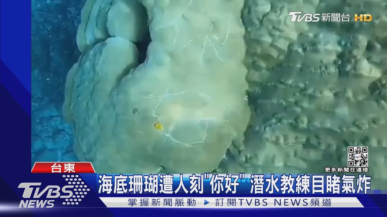 海底珊瑚遭人刻「你好」 潛水教練目睹氣炸