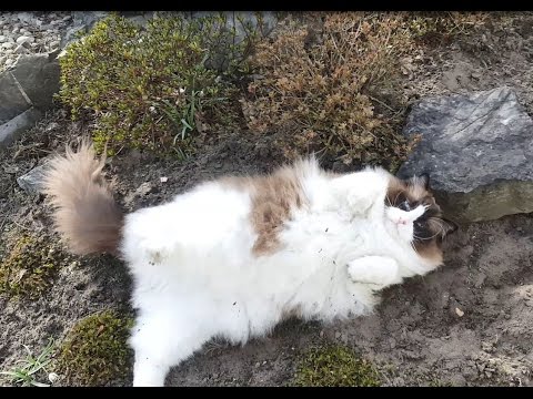 Timo The Ragdoll Cat Doesn't Want To Go Inside (funny)