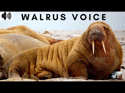 WALRUS VOICE | ODOBENUS ROSMARUS | FLIPPERED MARINE MAMMAL | ODOBENIDAE | ATLANTIC| ROAR |TRIZZLER|