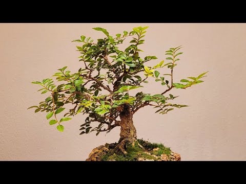 Bonsai ulmus japonica with homemade stone pot