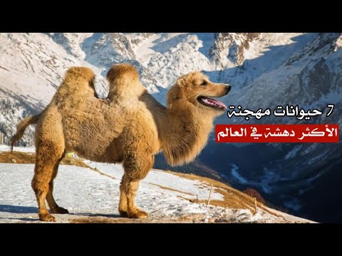 7 حيوانات مهجنة هم الأكثر دهشة في العالم .. رقم 3 لا يصدق