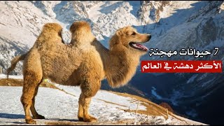 7 حيوانات مهجنة هم الأكثر دهشة في العالم .. رقم 3 لا يصدق 7 حيوانات مهجنة هم الأكثر دهشة في العالم .. رقم 3 لا يصدق