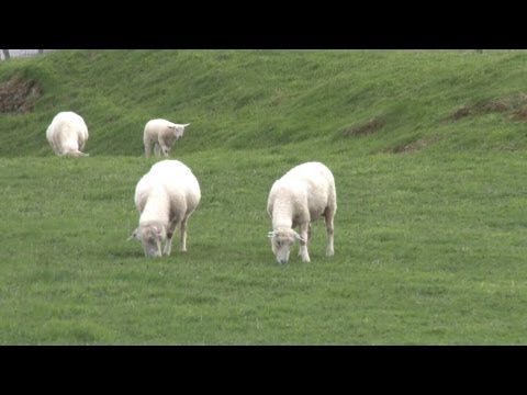 7div3, runde 4: Kvitsøy - Fk Ild 0-6 (0-2)