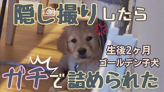 隠し撮りをしていたらガチで詰められた！ゴールデン子犬＃6