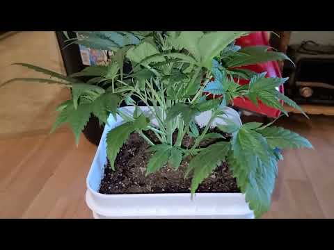 Complete Seed to Harvest Autoflower Grow (no nutrients needed at all water only) Super Easy