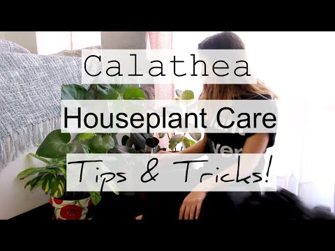 , title : 'How to Care For Calathea Houseplants | Prayer Maranta Indoor Plant Care!'