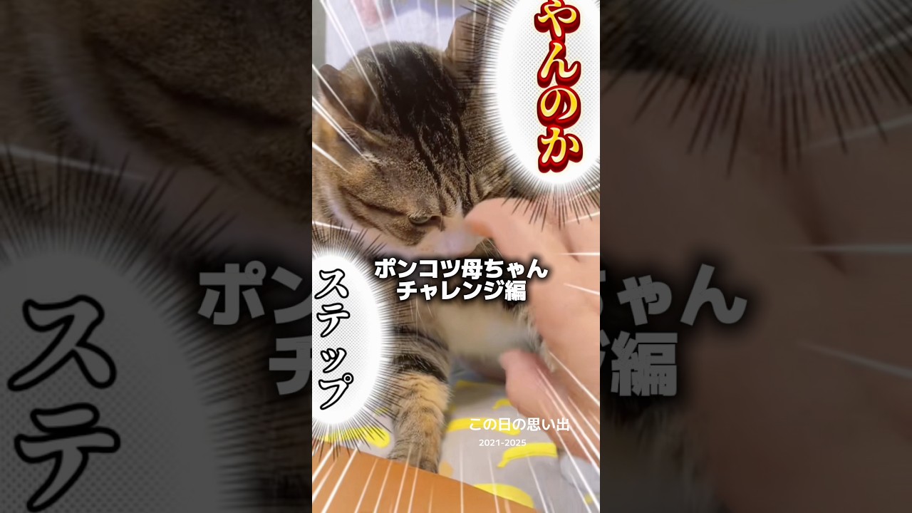 ポンコツ母ちゃんチャレンジ編 #cats #shorts #球太