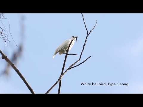 INPA / Araponga-da-amazônia tem o canto mais alto entre os animais