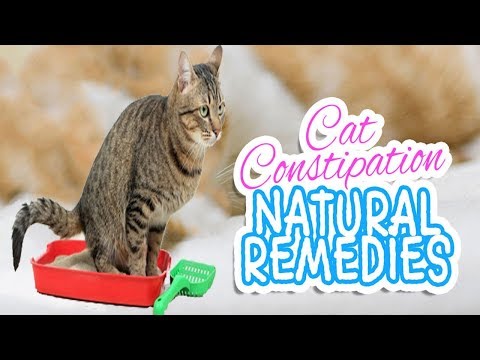 How to Get Rid Of Constipation in Cats at Home || How To Treat Constipation in Cats