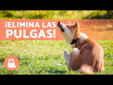 6 Mejores REMEDIOS CASEROS para las PULGAS en PERROS 🐶🐜