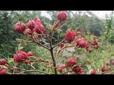 Clerodendrum Phlomidis Extract Powder