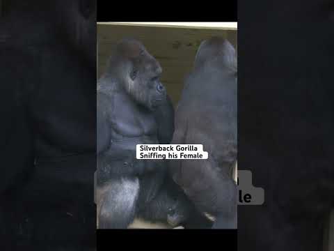 Silverback Gorilla Loves To Sniff His Female! #gorilla #silverback #shabani