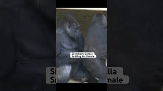 Download lagu Silverback Gorilla Loves To Sniff His Female! #gorilla #silverback #shabani mp3 Download lagu Silverback Gorilla Loves To Sniff His Female! #gorilla #silverback #shabani mp3