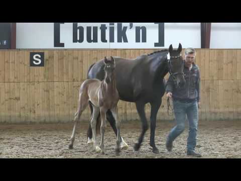 Hengstfohlen (Fürsten-look/Sandro Hit)