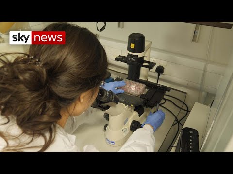 コロナウイルスワクチンは「迅速化」されている (Coronavirus vaccine being 'fast-tracked')