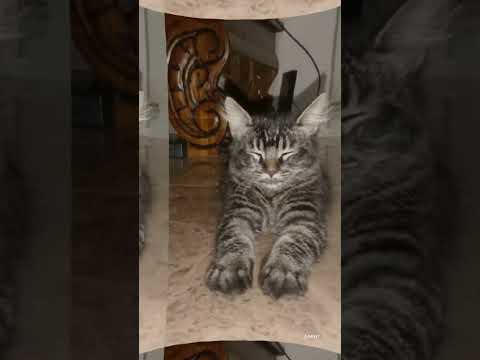 My BiG Cat ABBAS #cat #cats #kucing #kucinglucu #persiancat #catlover