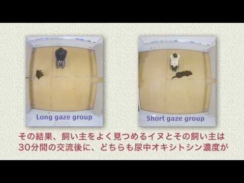 Oxytocin gaze positive loop and the coevolution of human dog bonds JPN