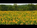 There Are More Than 1 Million Sunflowers In This N J Field
