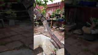 Download lagu slanting style Portulacaria afra(by mini jade bonsai) mp3