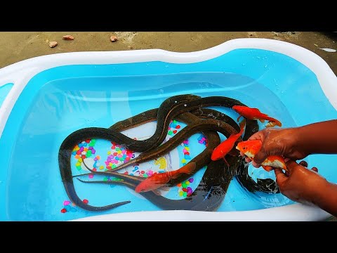 Unique Eel Fish | Goldfish and Koi Carp Colorful fish Show