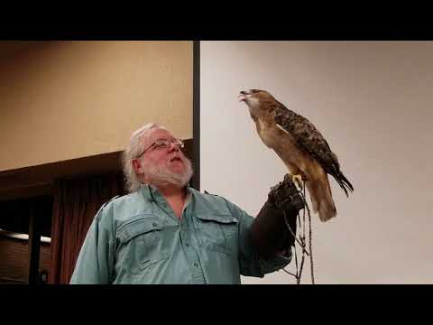 Red-tailed Hawk eats a mouse