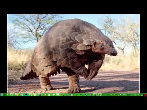 Pango Tips 1: Exporting Marching Cube Models from Magicavoxel to Unity