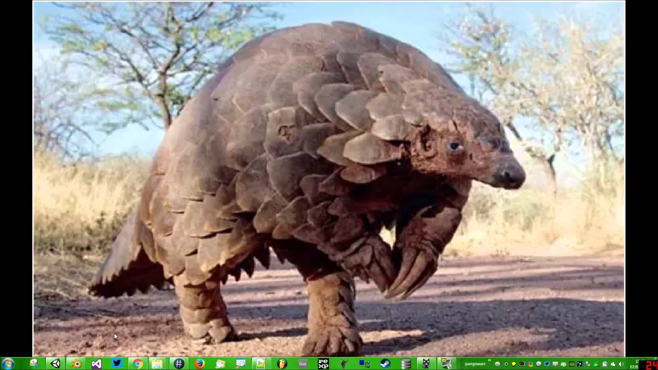 Pango Tips 1: Exporting Marching Cube Models from Magicavoxel to Unity