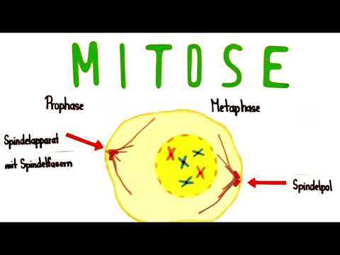 Mitose einfach erklärt - Biologie Klasse 10