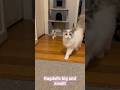 Ragdoll Cats Big And Small Shorts Catshorts Ragdoll