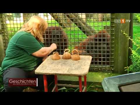 Geschichten aus dem Osnabrücker Zoo -- Orang-Utan Buschi malt