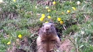 preview picture of video 'Marmotta Diga Morasco'