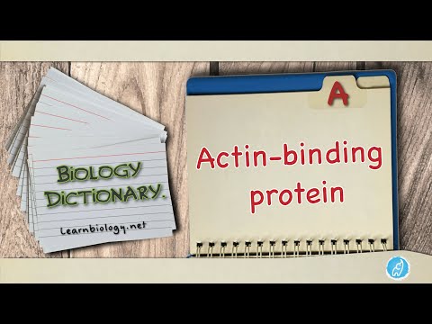 Biology Definitions | Actin-binding protein | Biology Dictionary | Defining Actin-binding protein