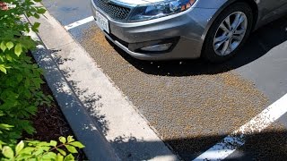 Hunny - Parking Lot video