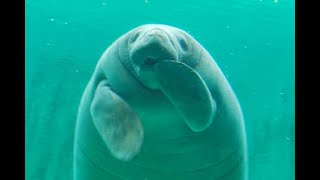 [問題] 直播中訂閱音效的英文老歌歌名