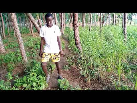 diamond wanashezaje dencer official shalo B tz