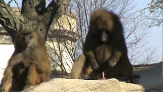 Baboon spanking the monkey!