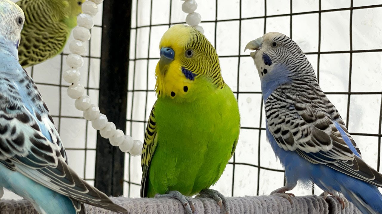 Chirp Therapy – Real Budgies Singing with Joy