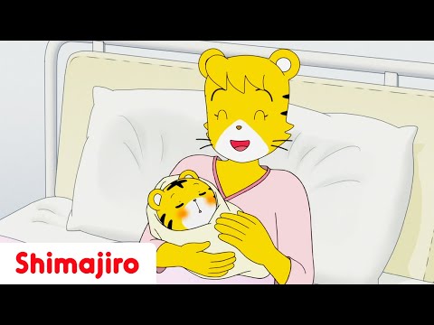 The Day I Was Born 🎂✨ A Special Birthday Surprise ❤️| Full Episode #158 | Shimajiro 🐱