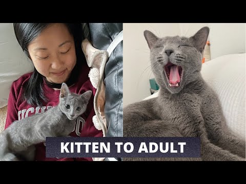 How our Russian Blue changed from Kitten to Adulthood