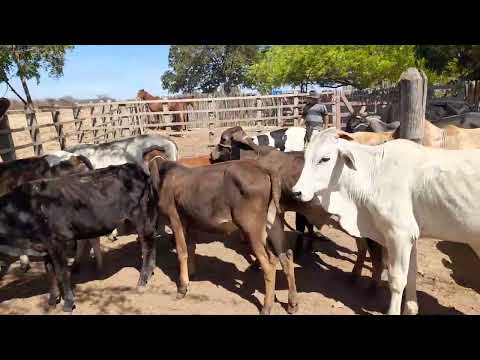 Feira de gado no gavião de juru paraiba dia 29/11/2025
