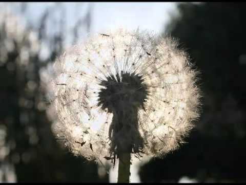 Arturs Nīmanis, Dace Judina - Naktsvalsis