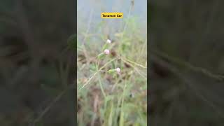 Download lagu #bunga #nature mp3 Download lagu #bunga #nature mp3